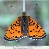 melitaea interrupta altyagach male1a